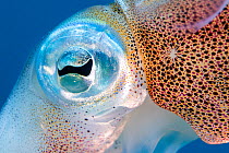 Caribbean reef squid (Sepioteuthis sepioidea) close up detail revealing the pigment-filled chromatophores, Bonaire, Caribbean Netherlands, Caribbean Sea.