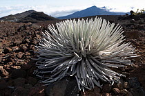 Hawaii silversword (Argyroxiphium sandwicense) growing in volcanic rock, Haleakala National Park, Maui, Hawaii. Endangered.