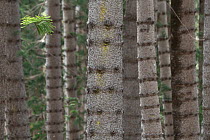 Norfolk pine (Araucaria heterophylla) tree trunks, ?Aiea Ridge, Oahu, Hawaii.