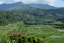 Cultivated land and forested mountain landscape, Hanalei National Wildlife Refuge, Kauai, Hawaii. March, 2022.