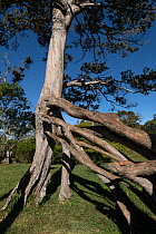 'Ohi'a lehua tree (Metrosideros polymorpha) with stilt roots, Koke?e State Park, Kauai, Hawaii.