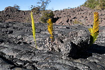 Fern shoots growing from volcanic rock, The Saddle, Hilo, Big Island, Hawaii.