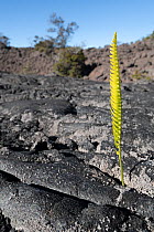Volcanic rock with single fern shoot growing, The Saddle, Hilo, Big Island, Hawaii.