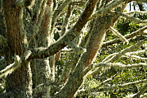Koa (Acacia koa) with lichen covered branches, Hakalau forest National Wildlife Refuge, Hilo, Big Island, Hawaii.