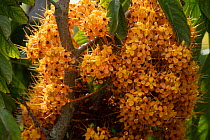 Yellow ashoka (Saraca thaipingensis) in flower, ?Aiea Ridge, Oahu, Hawaii.