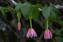 Curuba (Passiflora tripartita) in flower, Koke?e State Park, Kauai, Hawaii.