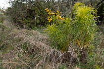 Beggarticks (Bidens menziesii) in flower, Palili forest discovery trail ,Big Island, Hawaii.