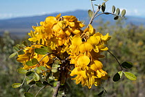 Mamane (Sophora chrysophylla) in flower, Palila forest discovery trail, Big Island, Hawaii.