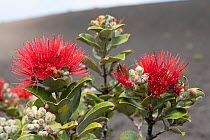 'Ohi'a lehua tree (Metrosideros polymorpha) in flower, Volcanoes National Park, Big Island, Hawaii.