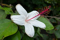 Coast cottonwood (Hibiscus tiliaceus) flower, Honaunau, Big Island, Hawaii.