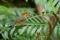 Pekin robin (Leiothrix lutea) perched on branch, singing, ?Aiea Ridge, Oahu, Hawaii.