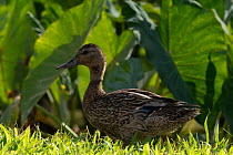 Hawaiian duck (Anas wyvilliana) standing on grass, portrait, Hanalei National Wildlife Refuge, Kauai, Hawaii. Endangered.