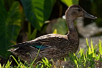 Hawaiian duck (Anas wyvilliana) portrait, Hanalei National Wildlife Refuge, Kauai, Hawaii. Endangered.