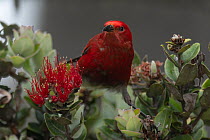 Apapane (Himatione sanguinea) perched in bush, Hakalau forest, Hilo, Big Island, Hawaii.