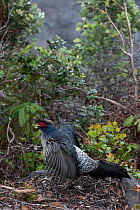 Kalij pheasant (Lophura leucomelanos) male, courtship display, Volcanoes National Park, Big Island, Hawaii.
