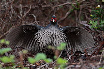 Kalij pheasant (Lophura leucomelanos) male, displaying, Volcanoes National Park, Big Island, Hawaii.