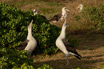 Laysan albatross (Diomedea immutabilis) pair courtship display, Ka'Ena Point Natural Area Reserve, Oahu, Hawaii.
