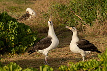 Laysan albatross (Diomedea immutabilis) pair courtship display, Ka'Ena Point Natural Area Reserve, Oahu, Hawaii.