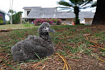 Laysan albatross (Diomedea immutabilis) chick resting on grass in grounds of holiday resort, Hanalei, Kauai, Hawaii.