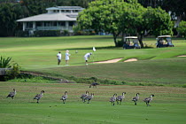 Hawaiian geese (Branta sandvicensis) small flock on golf course in holiday resort, with golders in background, Hanalei, Kauai, Hawaii.