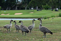 Five Hawaiian geese (Branta sandvicensis) on golf course in holiday resort, Hanalei, Kauai, Hawaii.