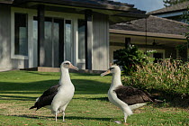 Pair of  Laysan albatross (Diomedea immutabilis) courtship display, in grounds of holiday resort, Hanalei, Kauai, Hawaii.