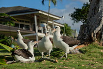 Four Laysan albatross (Diomedea immutabilis) on grass in grounds of holiday resort, Hanalei, Kauai, Hawaii.