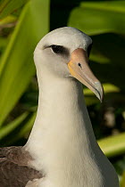 Laysan albatross (Diomedea immutabilis) head portrait, Hanalei, Kauai, Hawaii.