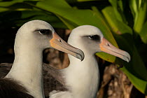 Two Laysan albatross (Diomedea immutabilis) head portrait, Hanalei, Kauai, Hawaii.