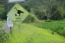 Hawaiian goose (Branta sandvicensis) on grassy roadside verge close to traffic warning sign, Hanalei National Wildlife Refuge, Kauai, Hawaii.