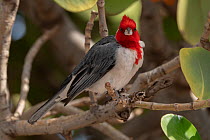 Red-crested cardinal (Paroaria coronata) perched on branch, Maalaea, Maui, Hawaii.