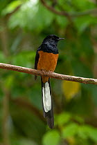 White-rumped shama (Copsychus malabaricus) perched on branch, Waimanalo Forest Reserve, Oahu, Hawaii.