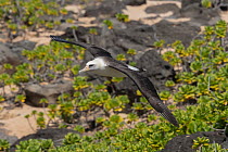 Laysan albatross (Diomedea immutabilis) in flight, Ka'Ena Point Natural Area Reserve, Oahu, Hawaii.