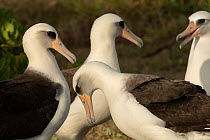 Four Laysan albatross (Diomedea immutabilis), Ka'Ena Point Natural Area Reserve, Oahu, Hawaii.