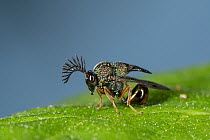 Eucharitid wasp (Eucharitidae) resting on leaf, close up, Coochbehar, West Bengal, India.