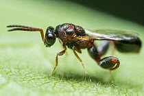 Eucharitid wasp (Eucharitidae) resting on leaf, close up, Coochbehar, West Bengal, India.