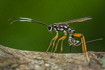 Giant ichneumon wasp (Rhyssa persuasoria) using its ovipositor to lay eggs, Buxa tiger reserve, West Bengal, India.