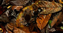 Panning over the forest floor revealling a camouflaged long-nosed horned frog (Megophrys nasuta) sitting amongst the leaf litter, Danum Valley, Sabah, Borneo.