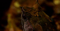 Panning shot over the body of a long-nosed horned frog (Megophrys nasuta) revealling the details of its textured skin, Danum Valley, Sabah, Borneo.