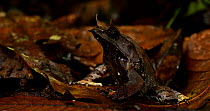 Pull-focus revealling long-nosed horned frog (Megophrys nasuta) sitting amongst the leaf litter, Danum Valley, Sabah, Borneo.