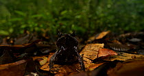Long-nosed horned frog (Megophrys nasuta) sitting amongst leaf litter and breathing, Danum Valley, Sabah, Borneo.