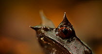 Long-nosed horned frog (Megophrys nasuta) close up of eye and elongated upper eyelid (horns), Danum Valley, Sabah, Borneo.