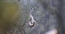 European penduline tit (Remiz pendulinus) building its nest in slow motion, Lower Silesia, Poland, May.
