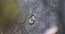 European penduline tit (Remiz pendulinus) building its nest in slow motion, Lower Silesia, Poland, May.
