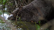 Young beaver (Fiber castor) swims to mother beaver (Fiber castor), mother proceeds to groom and nuzzle her young, Lucerne, Switzerland, July.