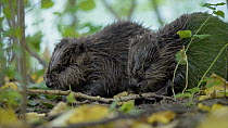 Beaver (Fiber castor) juveniles feeding, one juvenile takes the food from the other, Lucerne, Switzerland, July, 2022