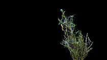 Timelapse of Box tree moth (Cydalima perspectalis) caterpillars feeding on Box tree (Buxus)  leaves,  stripping branch  bare and leaving webbing, Lucerne,  Controlled Conditions. NON-EX.