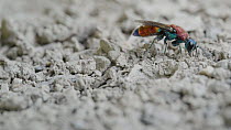 Cuckoo wasp (Chrysis viridula) laying its eggs in a potter wasp (Odynerus spinipes) nest before filling in the nest with dirt, Lucerne, Switzerland, June.