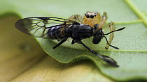 Female jumping spider (Colonus spec.) eating a horse fly (Tabanidae sp.), Osa Peninsula, Costa Rica, December.