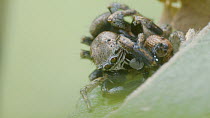 Jumping spider (Evarcha arcuata) male and female mating, Lucerne, Switzerland, June.